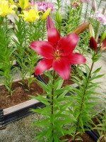 [1701 Colares VH No02.JPG]